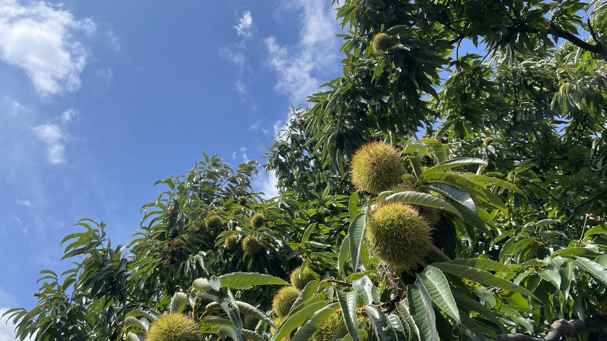 本日もお疲れさまでした🌰

#いいかも稲城