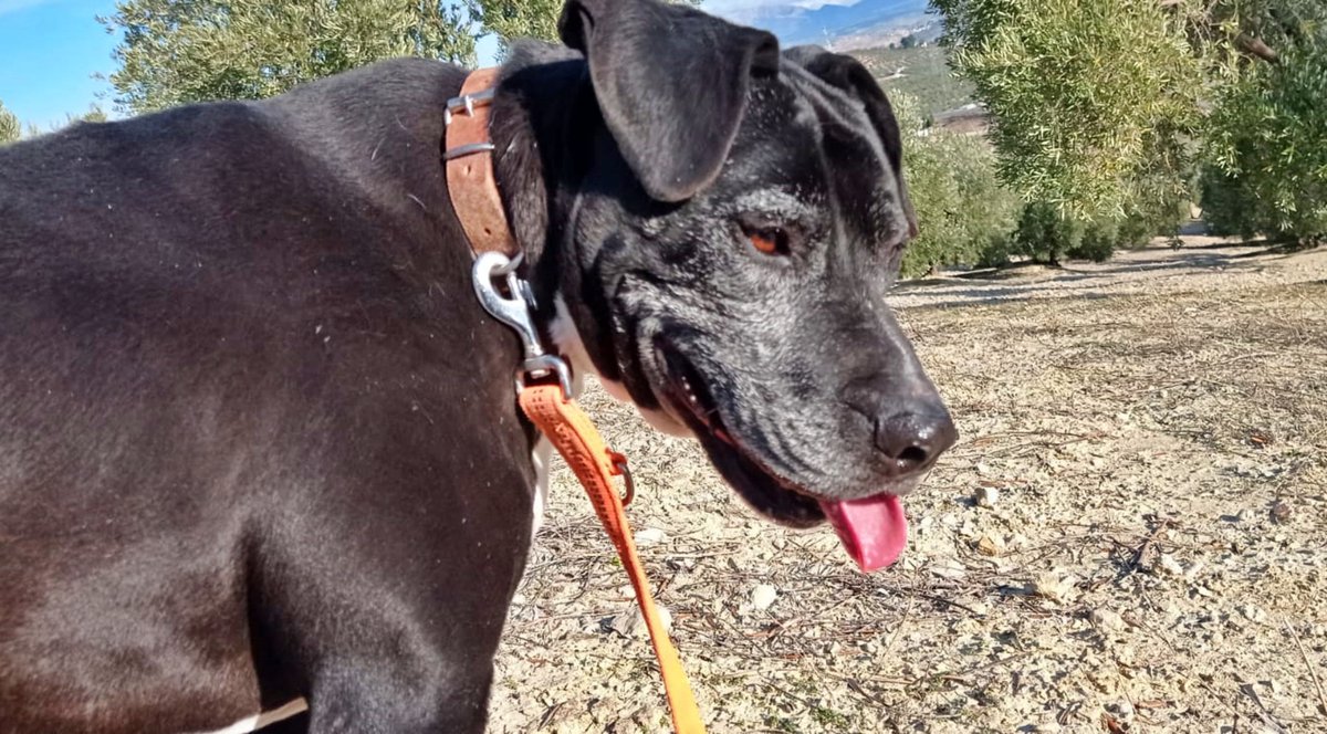 SOS Abuelos (@sosabuelos1) on Twitter photo 📍#Jaén 
🐕 Desde cachorro #JAUME, vive en el refugio. Hoy, con 10 años, sus canas cuentan una historia de paciencia y ternura. 
🐾 Alegre, dinámico, ¡adorable! 
💛 Le encantan los paseos largos, los mimos… y ser el centro de tu mundo. 
🚫 No se lleva bien con otros perros, 📍#Jaén 
🐕 Desde cachorro #JAUME, vive en el refugio. Hoy, con 10 años, sus canas cuentan una historia de paciencia y ternura. 
🐾 Alegre, dinámico, ¡adorable! 
💛 Le encantan los paseos largos, los mimos… y ser el centro de tu mundo. 
🚫 No se lleva bien con otros perros,