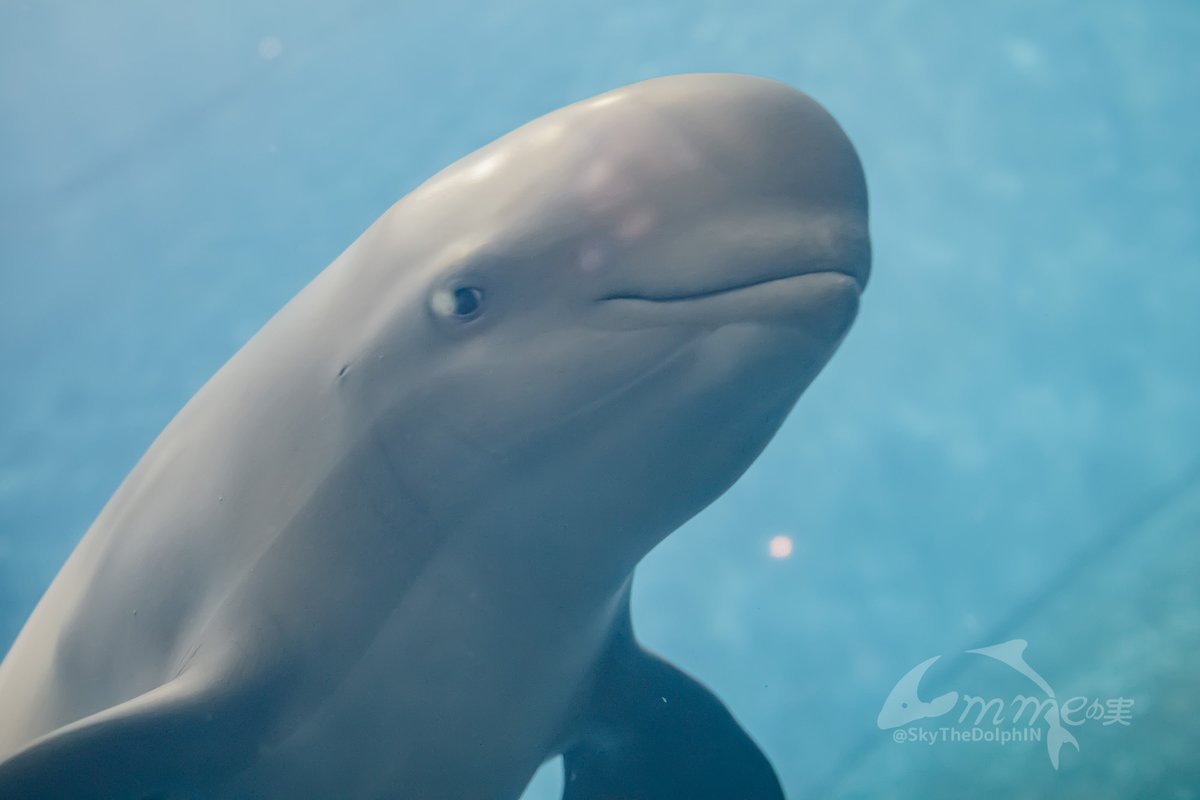 SkyTheDolphIN's tweet image. なんでそこに反射が…なマリオ
#鳥羽水族館 #スナメリ #マリオ