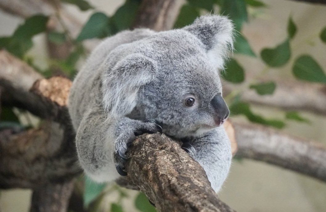 gorogoro_panpan's tweet image. 渦巻きほっぺのあじゅちゃん(๑• . •๑)

#多摩動物公園 #あずま #コアラ