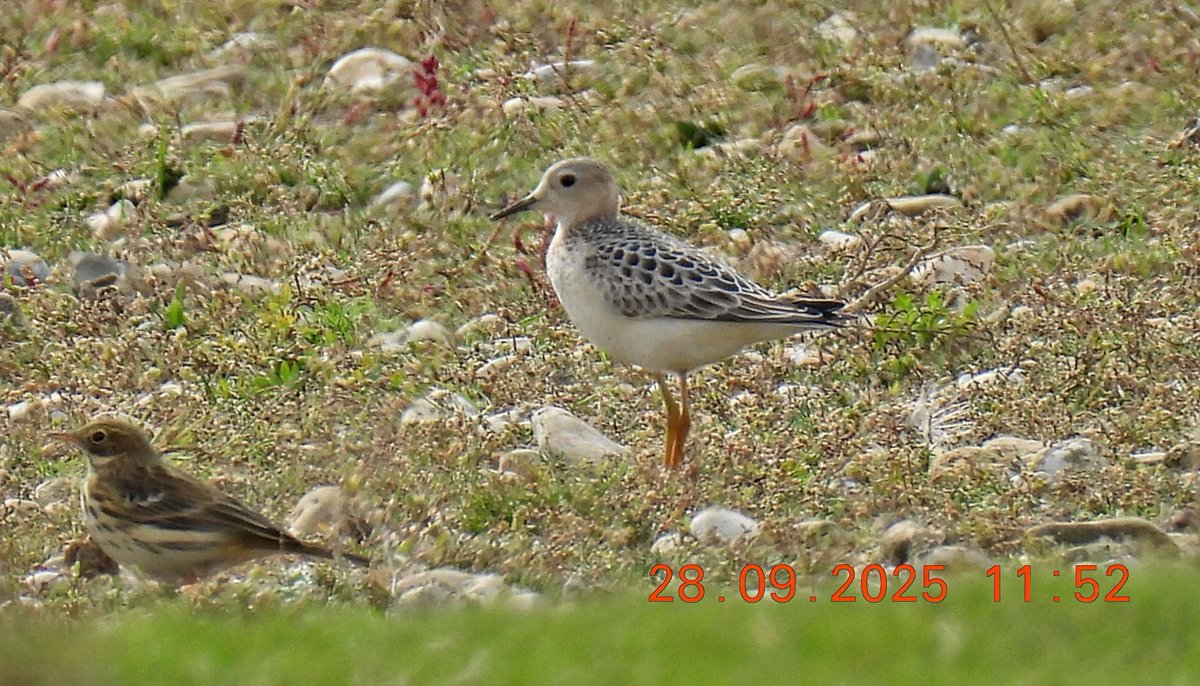 mjp4468's tweet photo. Buff breasted sandpiper at Scotney gravel pits far North West corner today. Have not seen one of these for a long  time. Cracking views. @RareBirdAlertUK @xryanpalmerx https://t.co/RH46oQIlIp