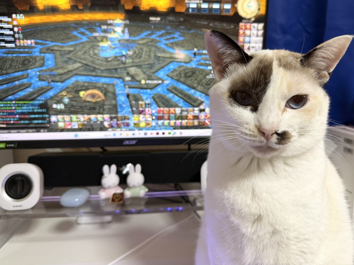 ゲームをやめろの圧が凄い

#猫好きさんと繫がりたい #猫のいる暮らし