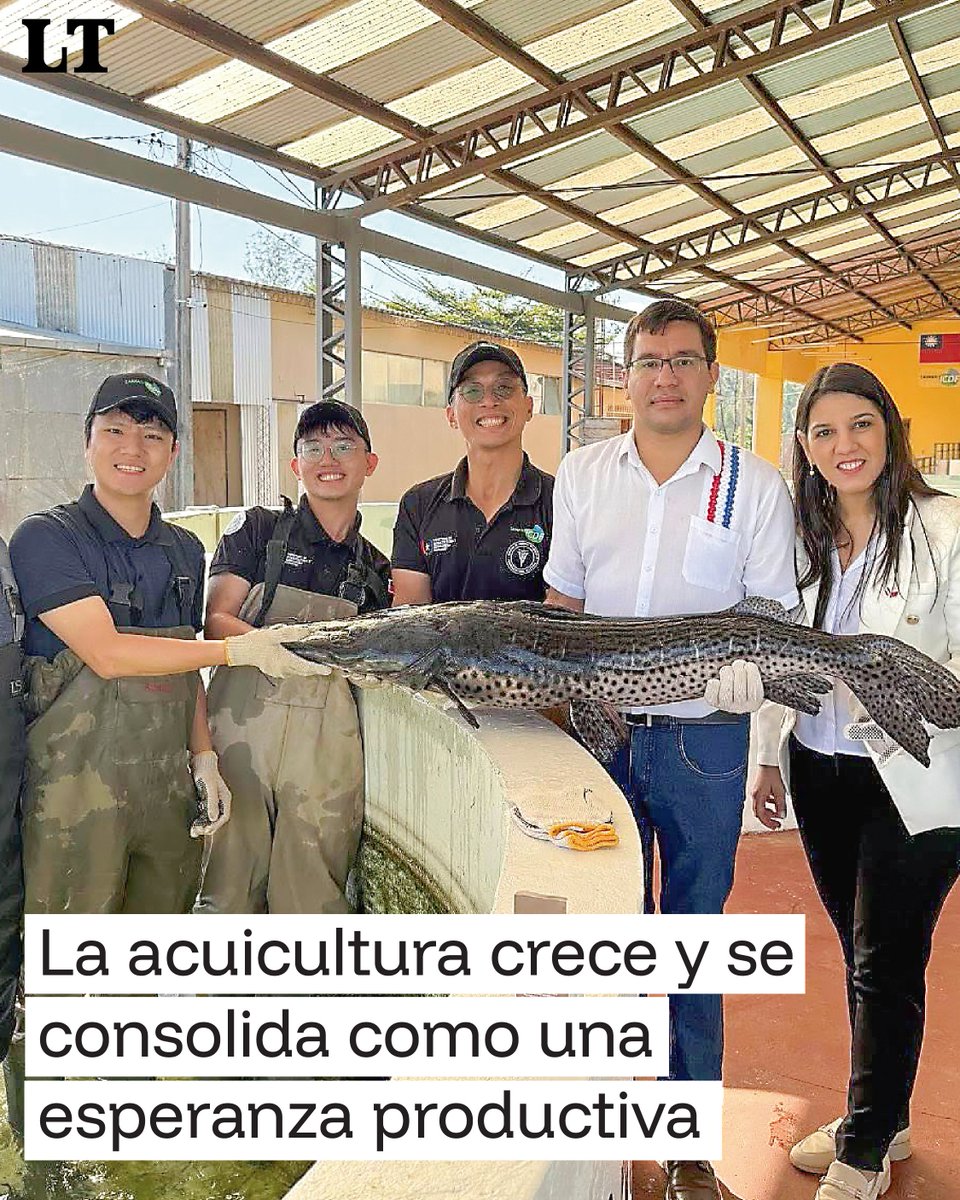 🌊🐟 La acuicultura se consolida en Paraguay como alternativa productiva: genera empleo, diversifica la economía y fortalece la seguridad alimentaria.

Nota completa: latribuna.com.py/lyfestyle/la-t…

👉 Proyectos con apoyo de Taiwán impulsan el cultivo de surubí, pacú y tilapia.