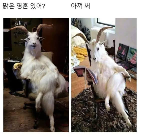 동물 짤 모으는 사람 tweet media