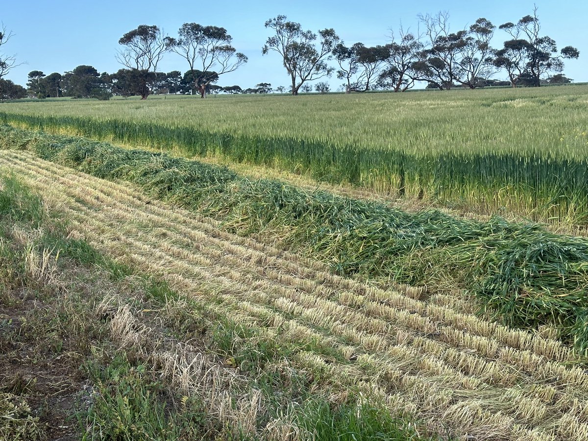 DaleBascomb's tweet image. when the boomspray cant get the weeds, the mower can..