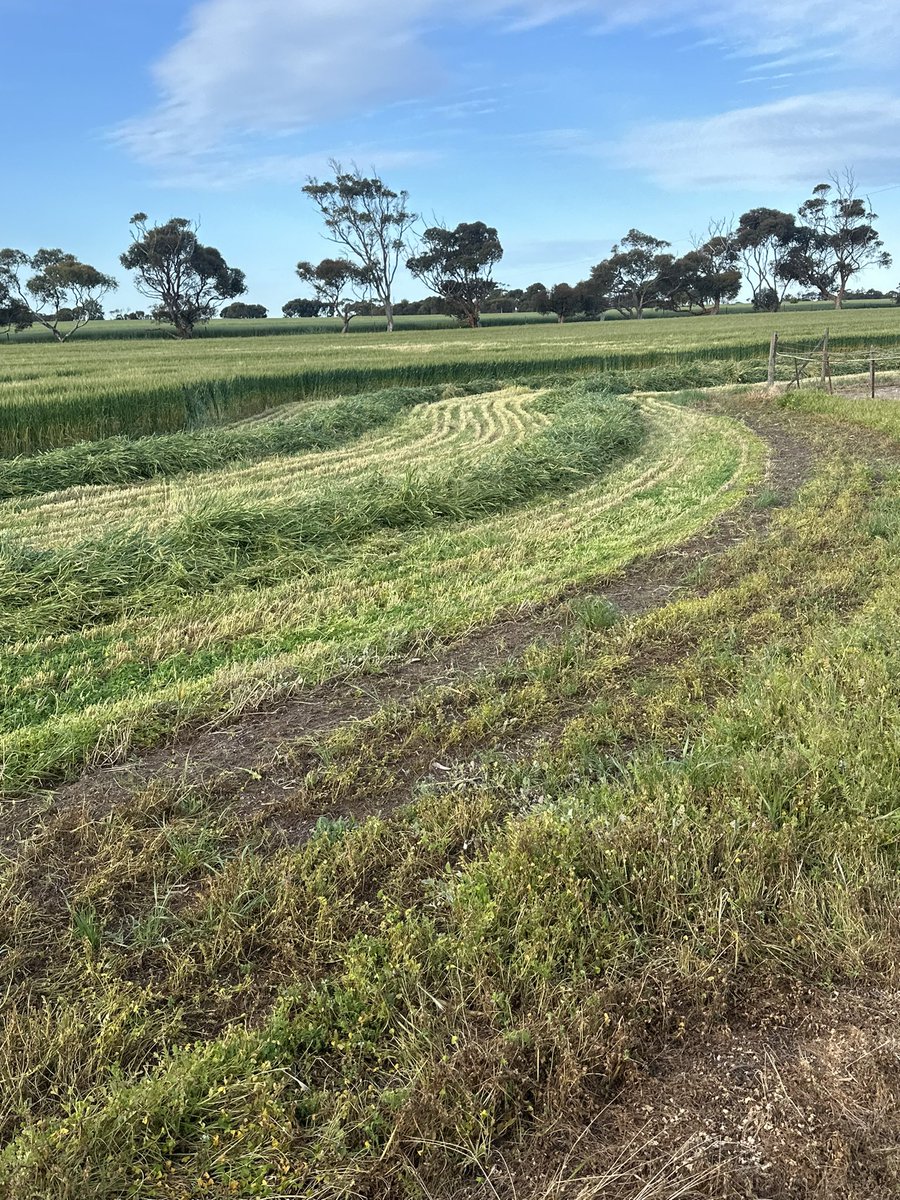 DaleBascomb's tweet image. when the boomspray cant get the weeds, the mower can..