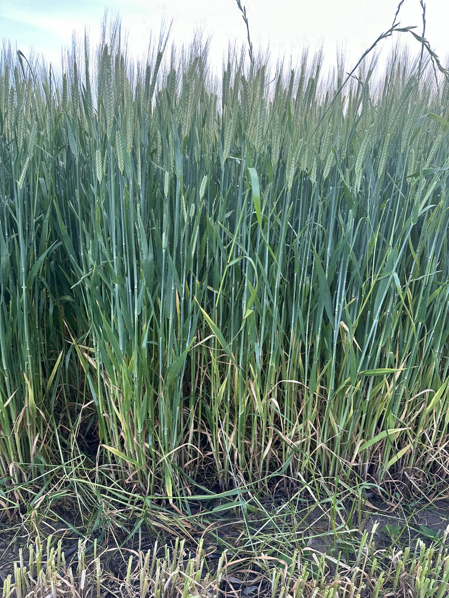 DaleBascomb's tweet image. when the boomspray cant get the weeds, the mower can..