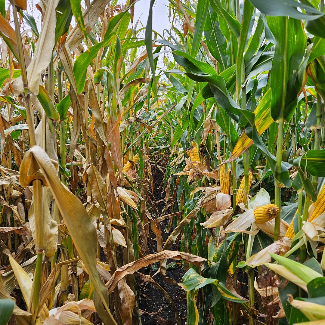 pivotbio's tweet photo. Check out these close ups from a split planter pass in a field along the MN/IA border. The corn on the left is untreated and the corn on the right was treated with Pivot Bio PROVEN G3. This field has 160 lbs of fall applied ammonia and 14 gallons of UAN Weed and Feed applied behind the planter. After 12+ inches of rain, the results are already speaking for themselves. We can't wait to see what the combine says! #PROVENit