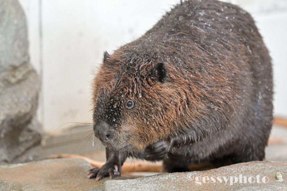 撥水アラジン

＃アメリカビーバー
＃ニフレル