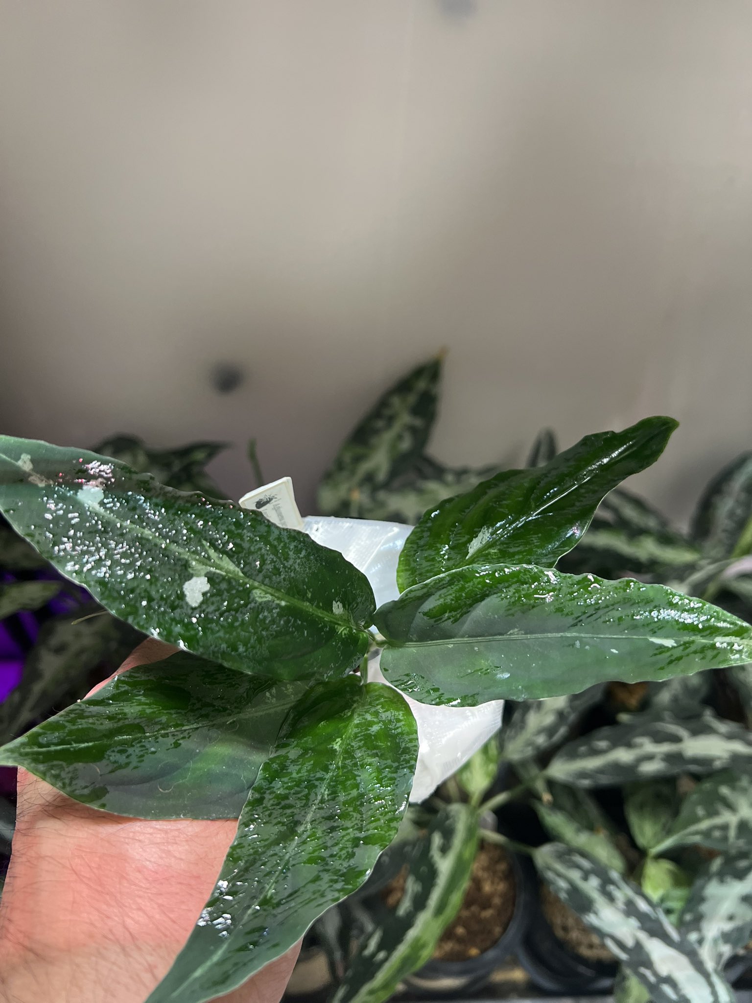 よこちん (@ZmZmPlants) / X