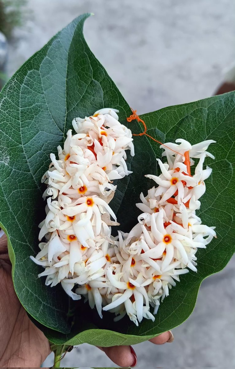 made this gajra with shiuli flowers for Maa✨✨✨