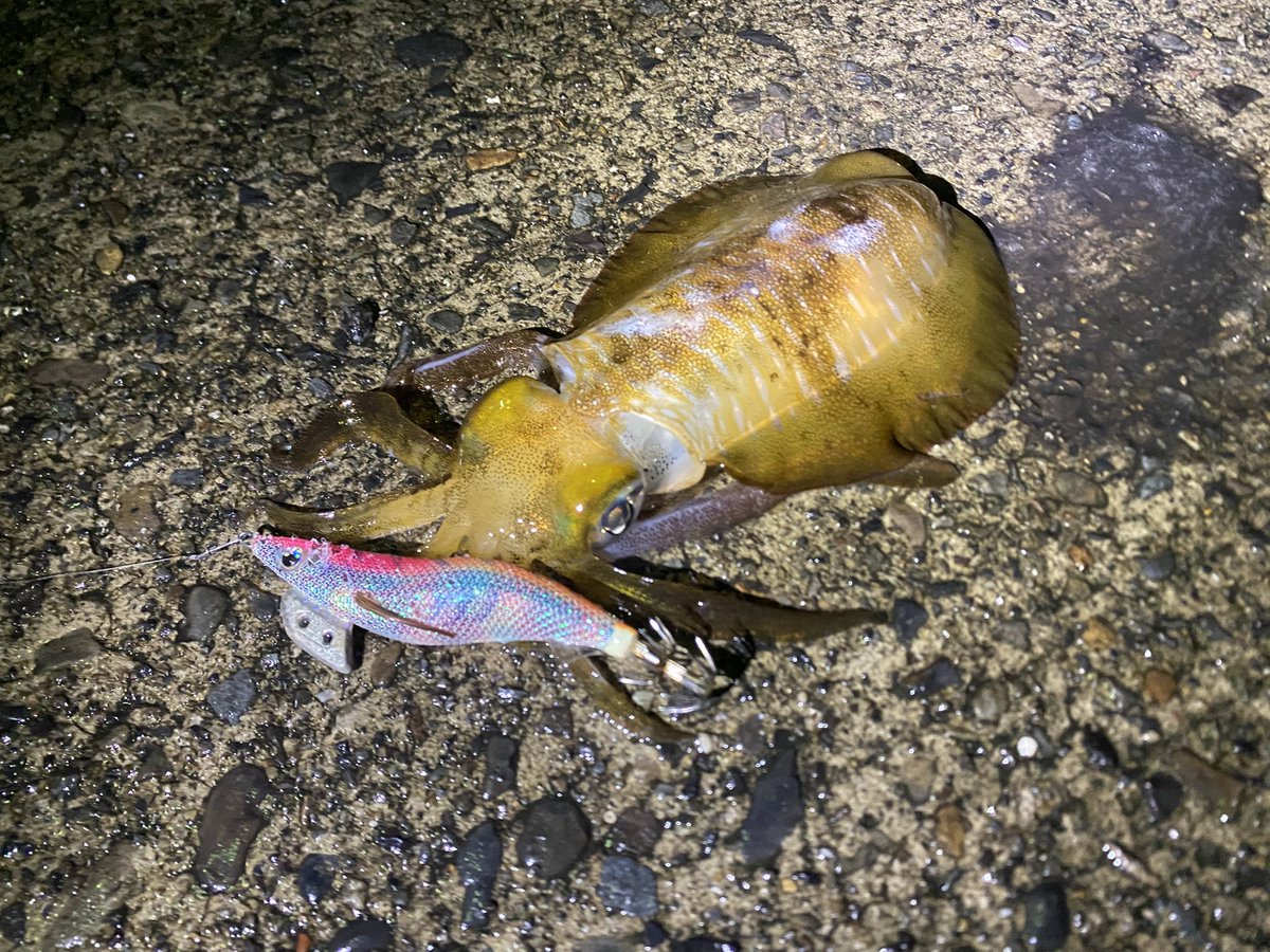 ぼくの最強カラー！
