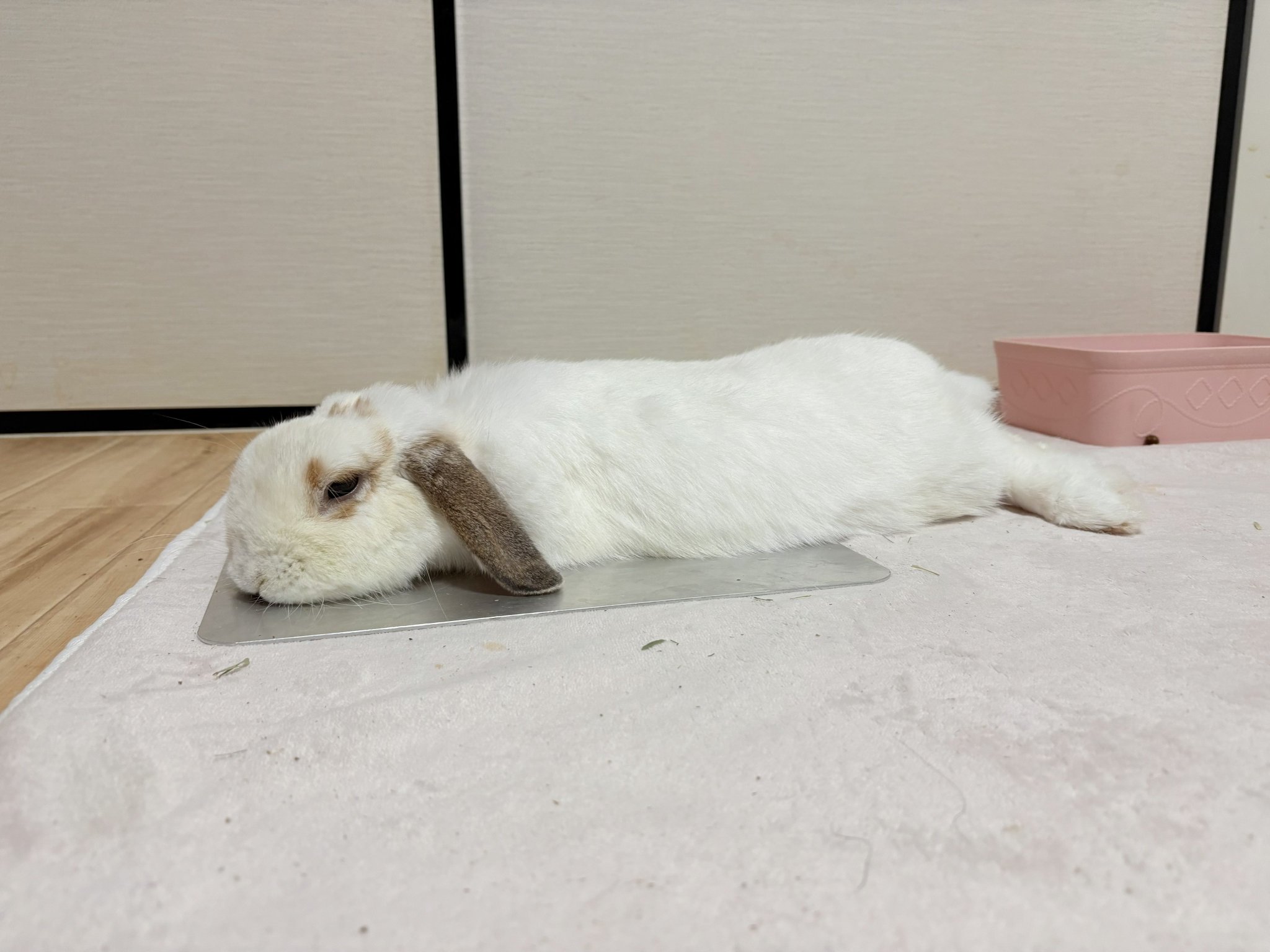 うさ必ず読んでページ わたがしうさぎのめるち on X: 