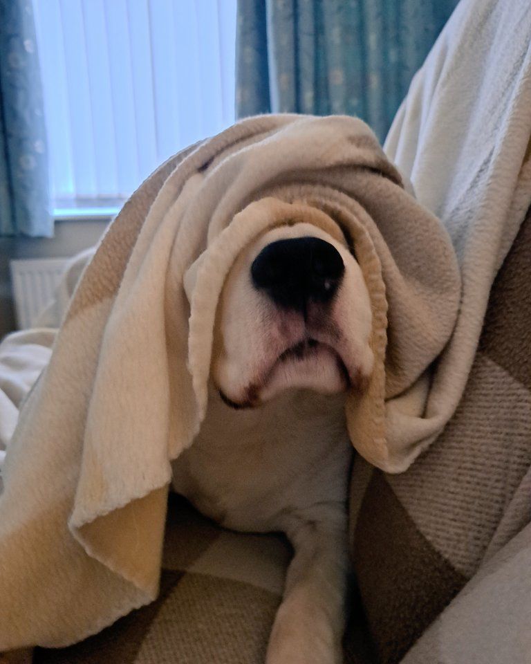 Show us your #beagle enjoying their Sunday snooze! #BillyTheBeagle

📷 <a href="/theemmabritton/">Emma Britton</a> / Twitter