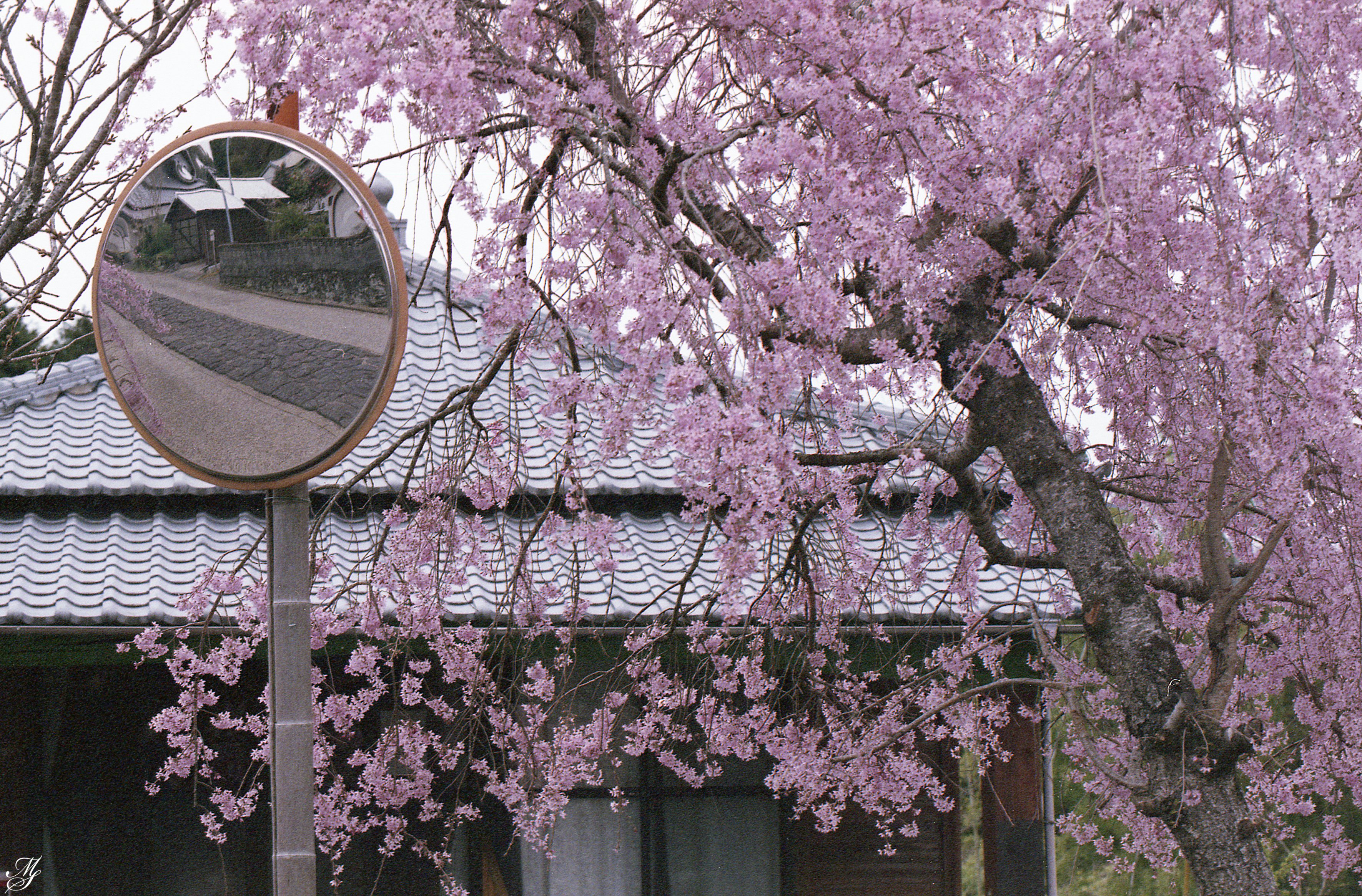 NH『枝垂れ桜』『クレマチス』 NH『枝垂れ桜』『クレマチス』 さぬきフラワーガーデン（香川県