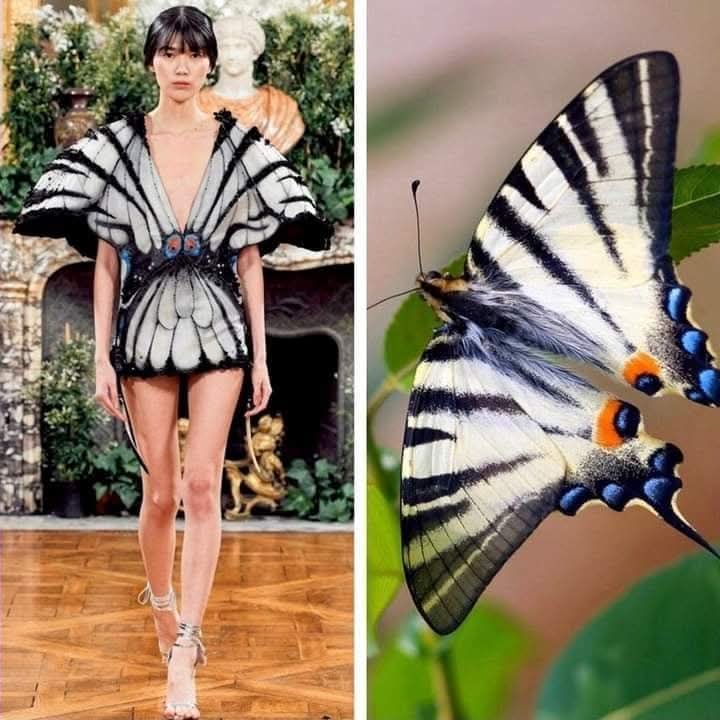 (Cianci Ulises) (@cianciulises) on Twitter photo 