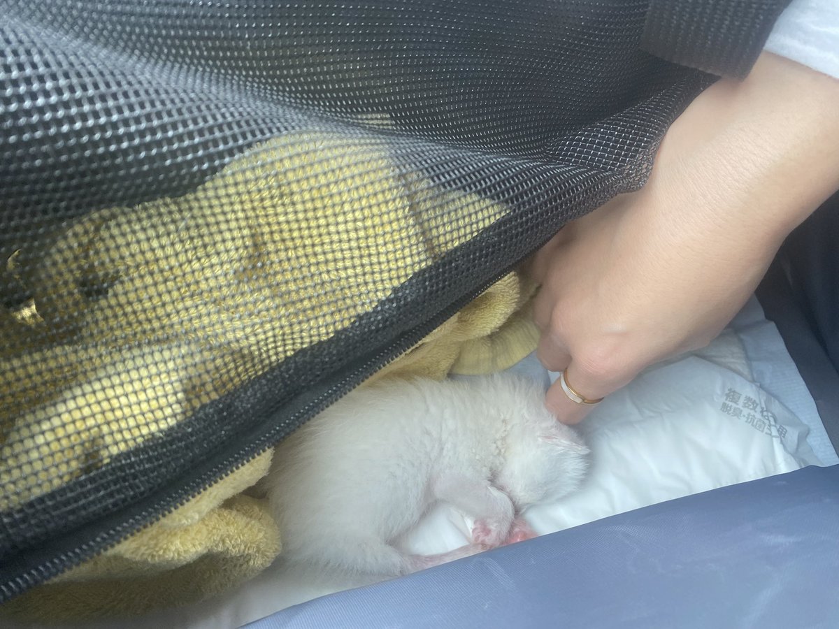 まじで可愛すぎんか？