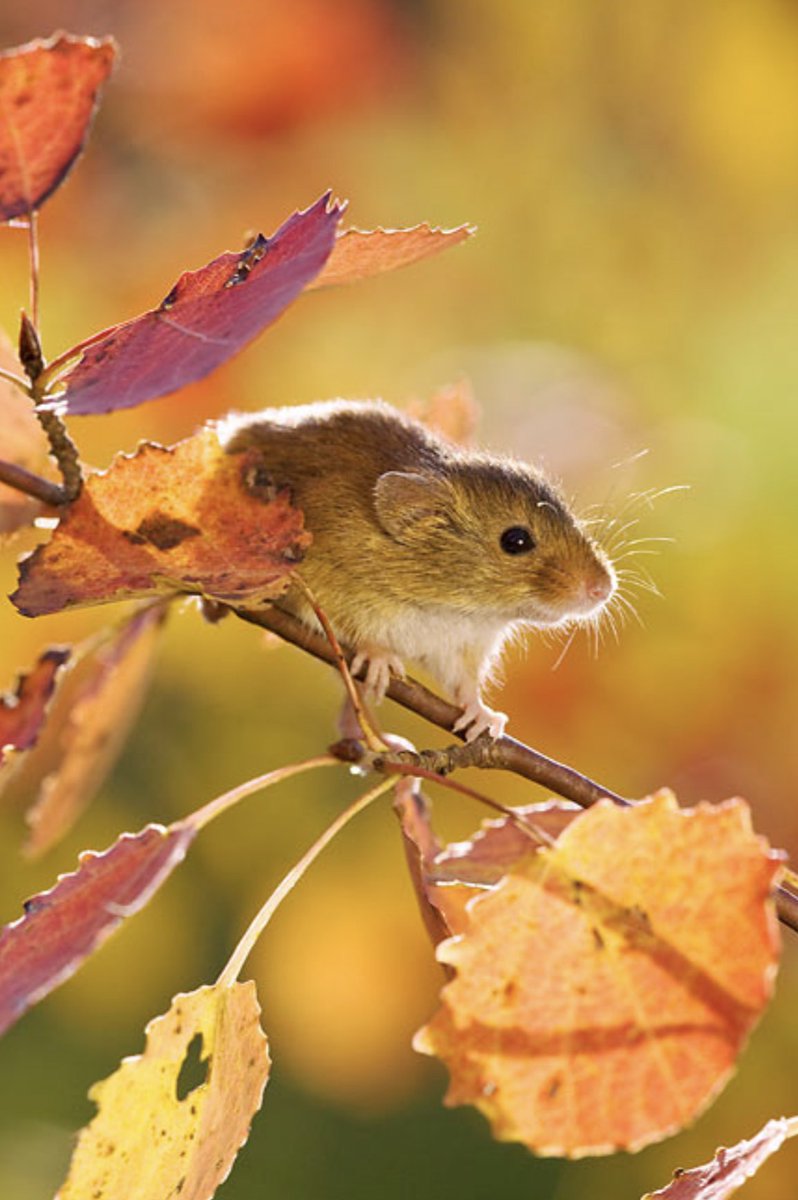 AnneLouiseAvery's tweet photo. That September afternoon, on the eve of Michael's mass, standing at the edge of the golden, tangled woods by the hamlet, Mouse felt she could suddenly see a very long way – past and future in an accordance which left  a sliver of presentness so thin she could barely stand ungiddied. She saw her own little scrap of a ghost before the war, playing in the whispering groves of the forest of Fontainebleau with her school friends & at the same time, far, far beyond through the strange, shimmering mist-light of the unknown, unlived years to come: 1931, 1932, 1933...