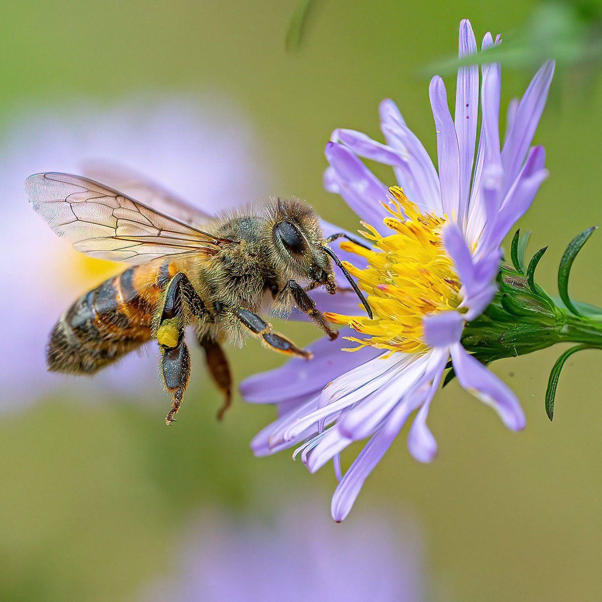 macro_action's tweet image. Like a bee to a flaming flower
I do love honey bees and bees in general but I’m always on the lookout for new subjects so I neglect these beauties.
Nikon Z8 and Z105mm
SS1/2500 F5.6 ISO3200