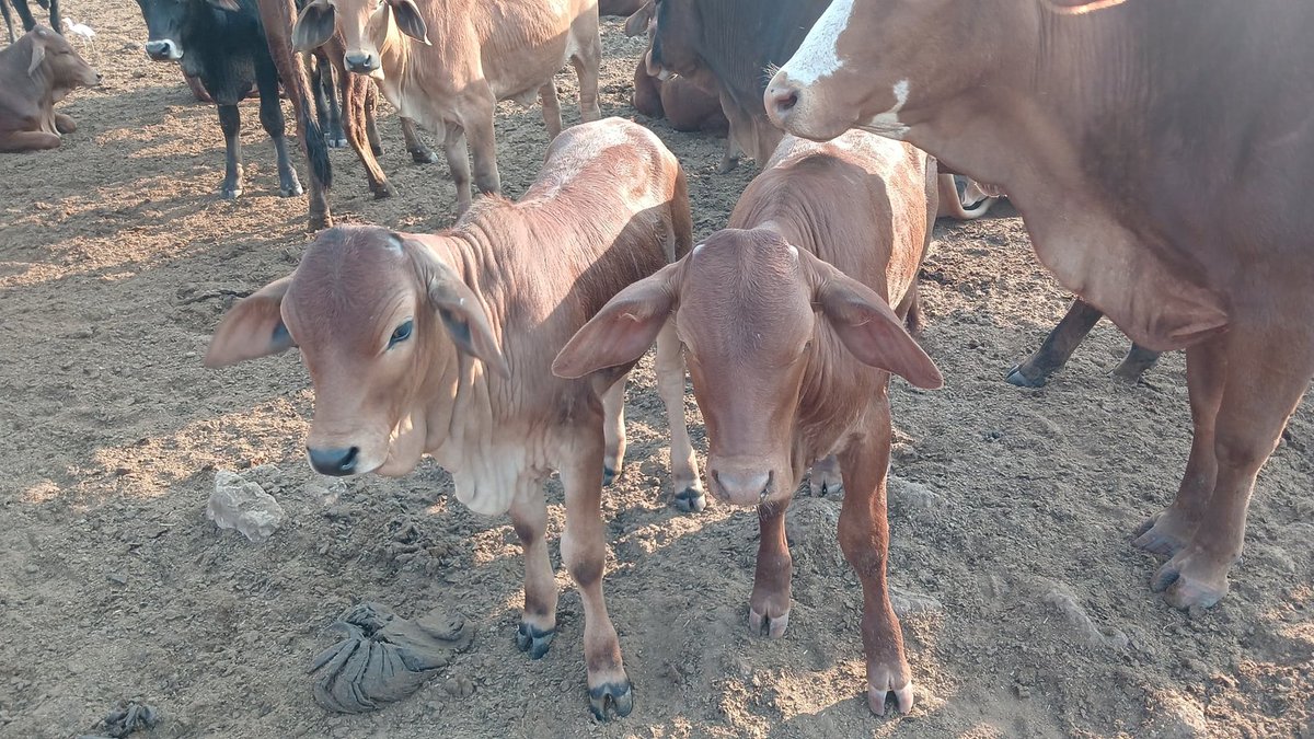 Forward Makasi-Agronomist🇿🇼 (@forwardmakasi1) on Twitter photo On to some serious feeding 😋 🐄 
Masese (Breweries waste) straight or mixed with chicken litter are proving to be a good & cost-effective supplementary feed for cattle, especially during this period of the year. <a href="/david7zoe/">Davidzo Chizhengeni</a> teach us more about masese.
#letsstopveldfires On to some serious feeding 😋 🐄 
Masese (Breweries waste) straight or mixed with chicken litter are proving to be a good & cost-effective supplementary feed for cattle, especially during this period of the year. <a href="/david7zoe/">Davidzo Chizhengeni</a> teach us more about masese.
#letsstopveldfires