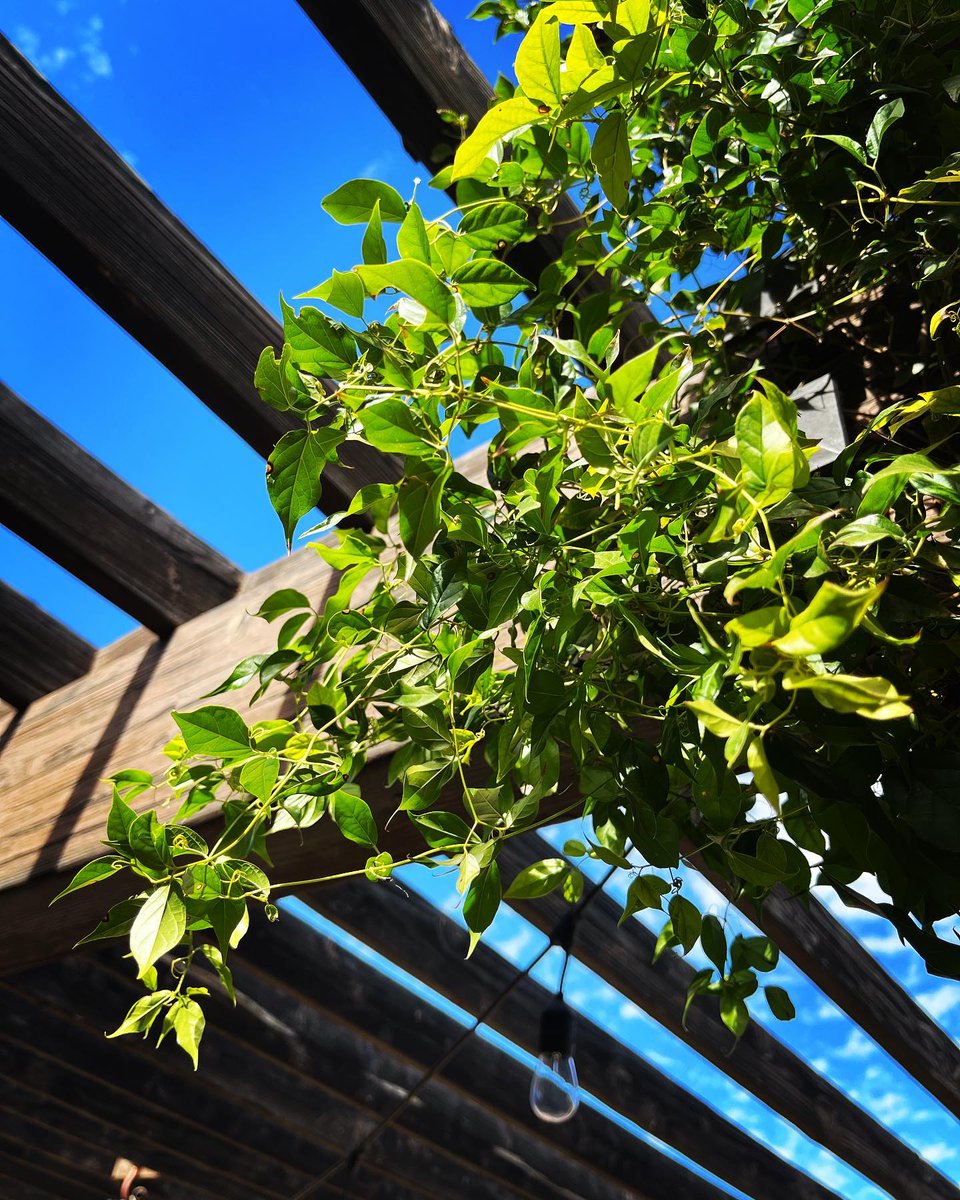 hanalee03108's tweet photo. Finding that perfect patch of blue sky and bright leaves. A little bit of shade and a lot of sunshine. ✨🏡 #gardenlife #summerday #naturelover #backyardbliss https://t.co/pZR6Hz73iJ