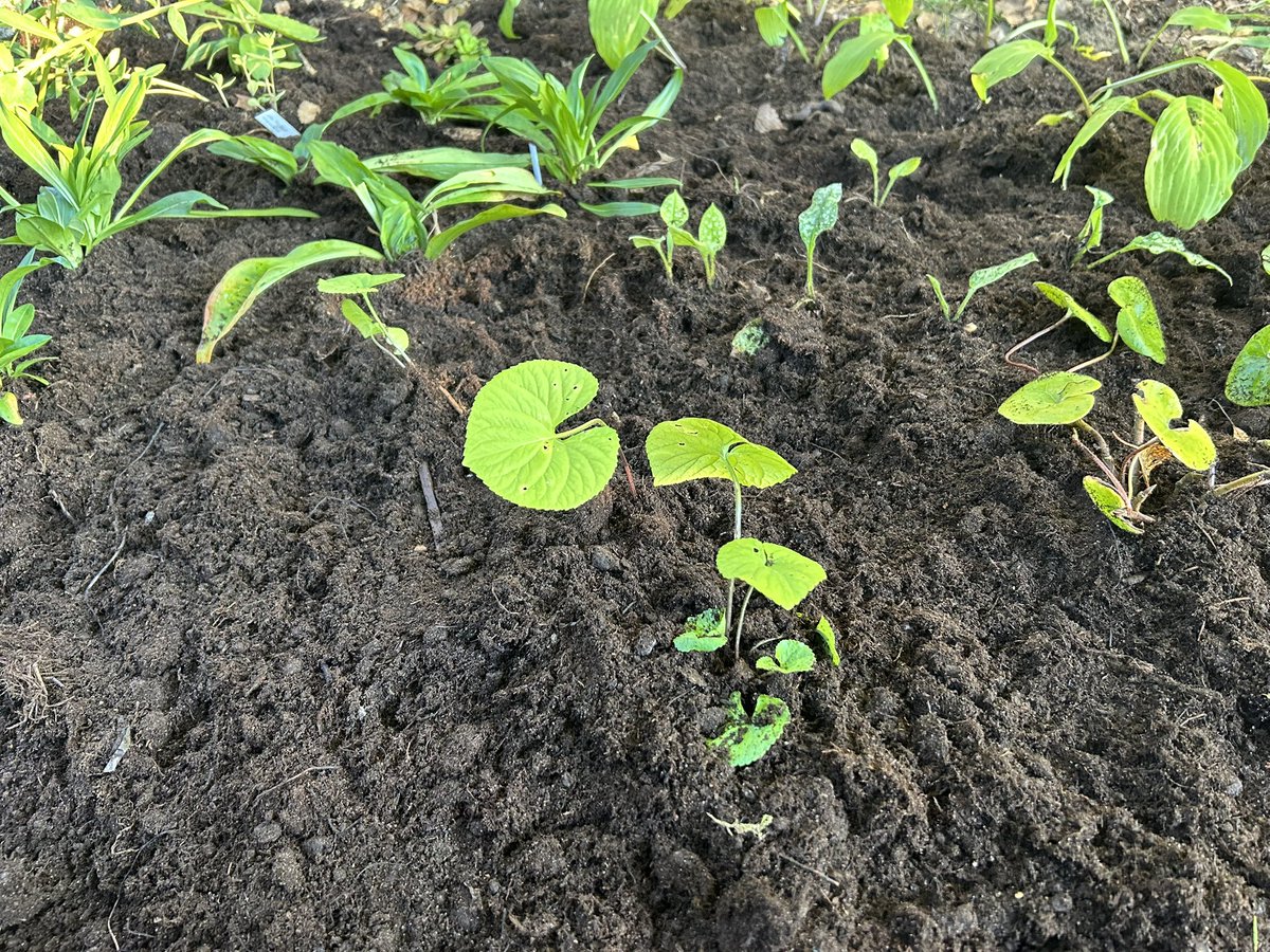 Valepenkkiin perennoja 
1 kuunliljat (3 erilaista)
2 komea maksaruoho, unelmatädyke
3 kaukasian maksaruoho
4 valkotäpläimikkä
5 peltorikko
6 kiiltävälehtinen (?)
7 perhosorvokki
8 varjolippa
9 kevätkaihonkukka
10 kevätesikko
11 balkaninkellokki
#box #perennat #elämäälaatikossa