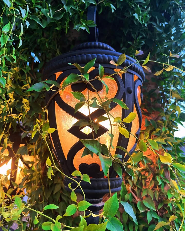 AhRim560's tweet photo. Where the light meets the leaves. Always guided by that golden glow. ✨🌿 #enchantedgarden #lantern #gardenlights #MagicalDraw https://t.co/TO7F0TMcFl
