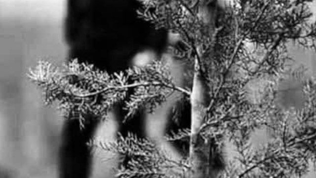 حرف 𝕏 ومعنى tweet media