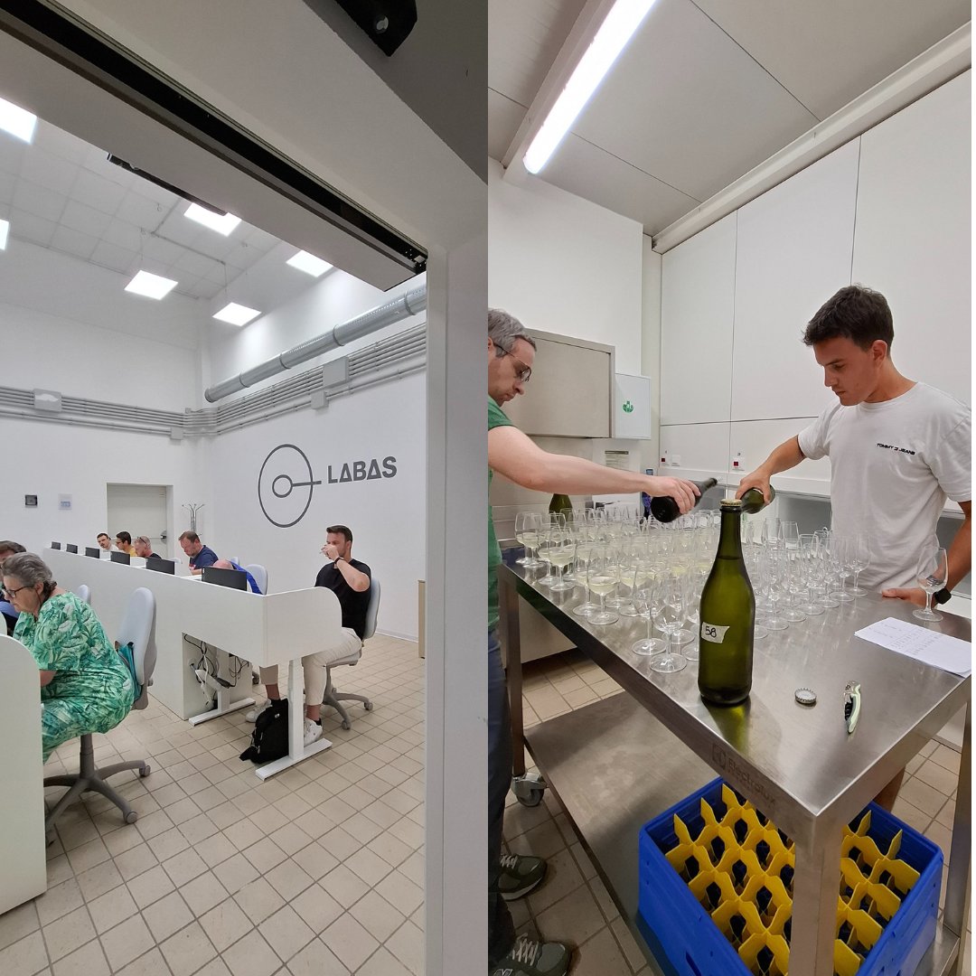 irrigavit's tweet photo. 🇸🇮 🍇 Projekt #IRRIGAVIT se nadaljuje!
 ✅3. tehnična degustacija (16/06/25, UniUD)
 👩‍🔬24 degustatorjev/k (proizvajalci/ke, sommelierji/ke, študenti/ke, strokovnjaki/nje)
 🍷24 vin: 12sivi pinot + 12 Glera
 📊Rezultati bodo vključeni v končno poročilo oktobra 2025#InterregItaslo https://t.co/9WfMg475Vp