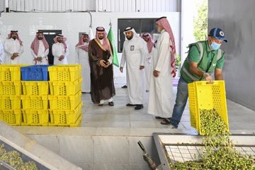 AM_ALJADLAN's tweet photo. @SalahAlelaj في المملكة العربية السعودية عدد من الجمعيات التعاونية وبخاصة في #حائل و #الجوف لديها إنتاج زيت زيتون 🫒 بجودة عالية، ولديها معاصرها الحديثة الخاصة، ويعبأ آليًا بأحجام مختلفة.
كذلك توجد شركات في هذا المجال في #تبوك #والجوف 
@joufa_2020 
@scamhail 
@cscs_sa https://t.co/pCspl8xt0N