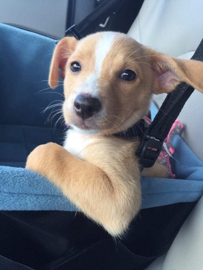 Pawes_and_pups's tweet image. 