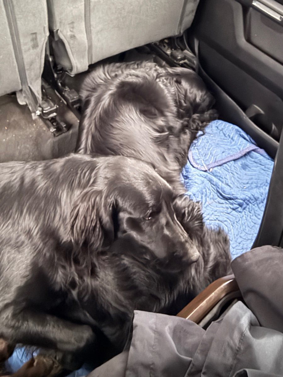 I's loves my brother so much I's will even sleep on hims. (Goin' for a drive to warm up 'cos ours furnace be's not workin', and it be's zero celsius outside!) #brothers #flatcoatedretriever #stanleysunday #itssocold