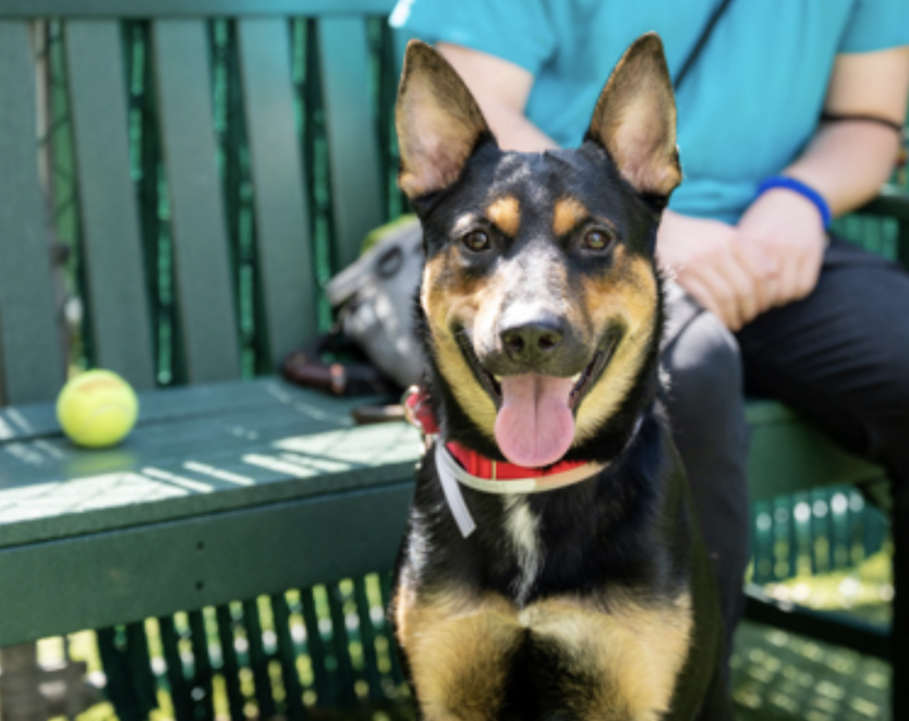 BeeDoDoobieDo's tweet photo. Handsome MUFFIN🐾🌟🐾
A gorgeous, young boy, still waiting for a human to see him, really see him🔎☺️ This 1⃣yr old pup needs a human to🐕🦺guide him, teach him good doggy skills and learn what a healthy, mutually🤝🏼respectful friendship
can be! #30DaysInShelter 🌟 #HiddenDevotion
Manhattan ACC❣️ https://t.co/TFqaGQBHis