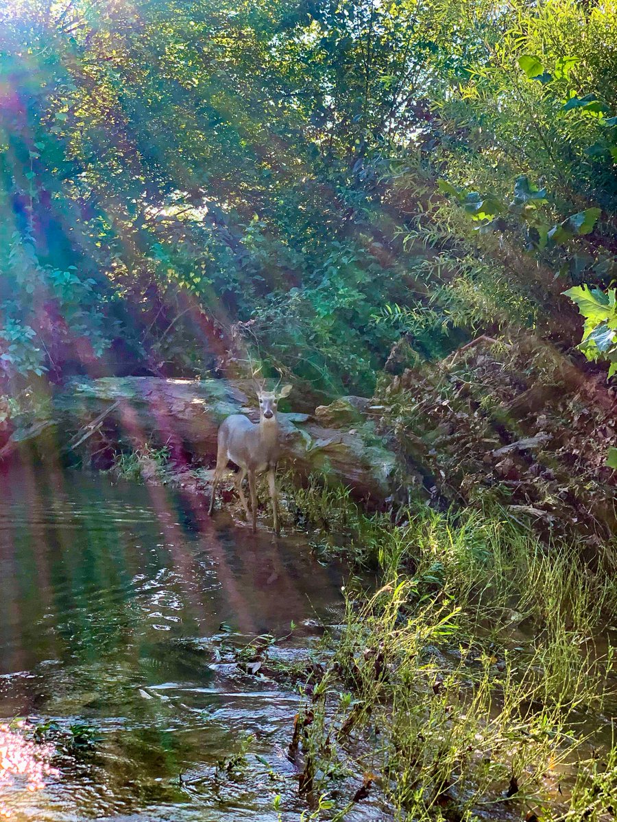 Finding Butterflies® (@_butterflymusic) on Twitter photo "Their eyes are pools in which one
would be content, on any summer afternoon,
to swim away through the door of the world." A gift from nature on the Osage Branch of the Kings River in Northwest Arkansas. #nature #musicianlife #inspiration #maryoliver #findingbutterfliesmusic "Their eyes are pools in which one
would be content, on any summer afternoon,
to swim away through the door of the world." A gift from nature on the Osage Branch of the Kings River in Northwest Arkansas. #nature #musicianlife #inspiration #maryoliver #findingbutterfliesmusic
