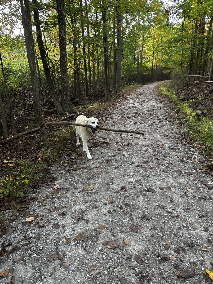 xvermonter61's tweet image. Got stick? Yes! 🙌🙌#DogsofTwitter #SundayThoughts