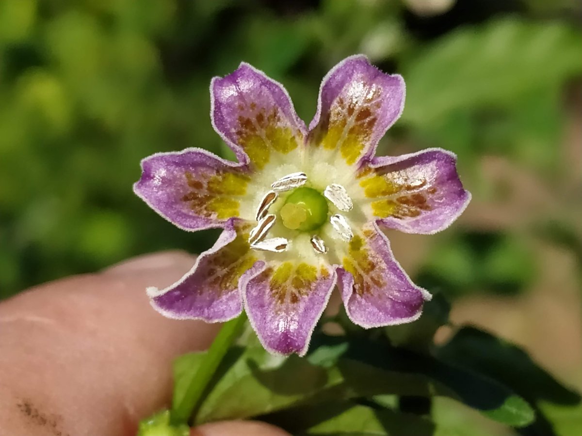 Carlitos Duarte 🇺🇾🇺🇾 (@cardugall79) on Twitter photo 