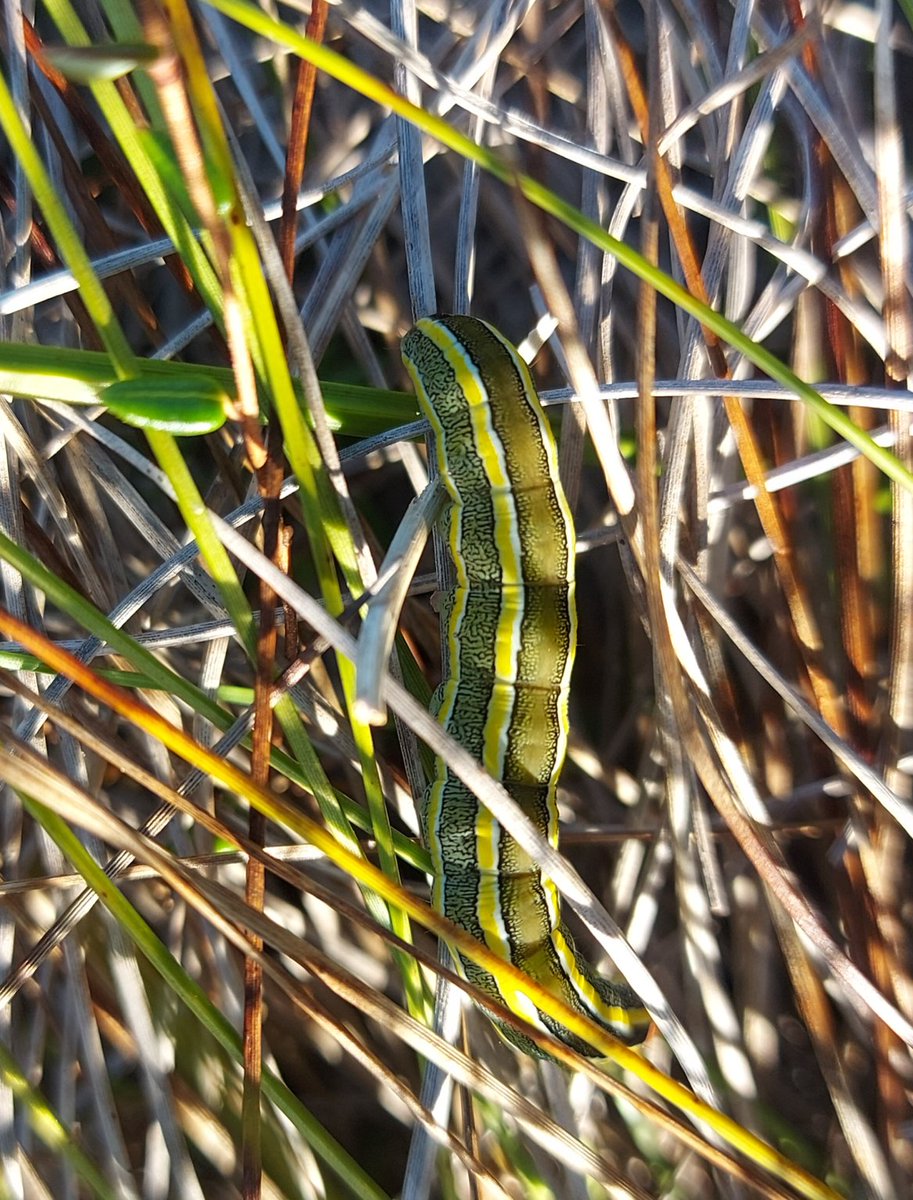Large Heath seen at Breaks Moss South, Brampton on 28 Sep 2025.