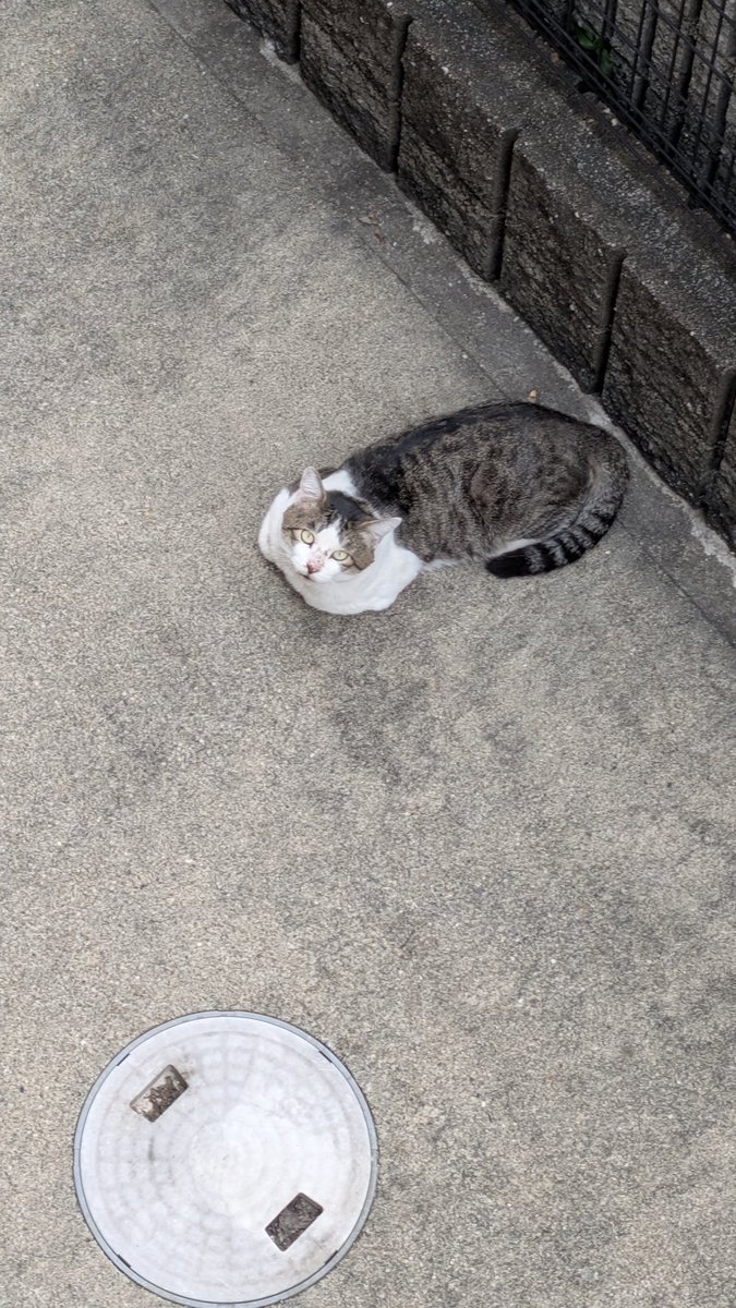 mmm0721_'s tweet photo. マンションの横に猫🐱
地域猫でもなさそう。オスの野良かな？

じーっと観察されました😆 https://t.co/vlW7Nsv99k