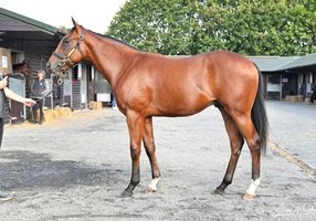 Goffs UK tweet media