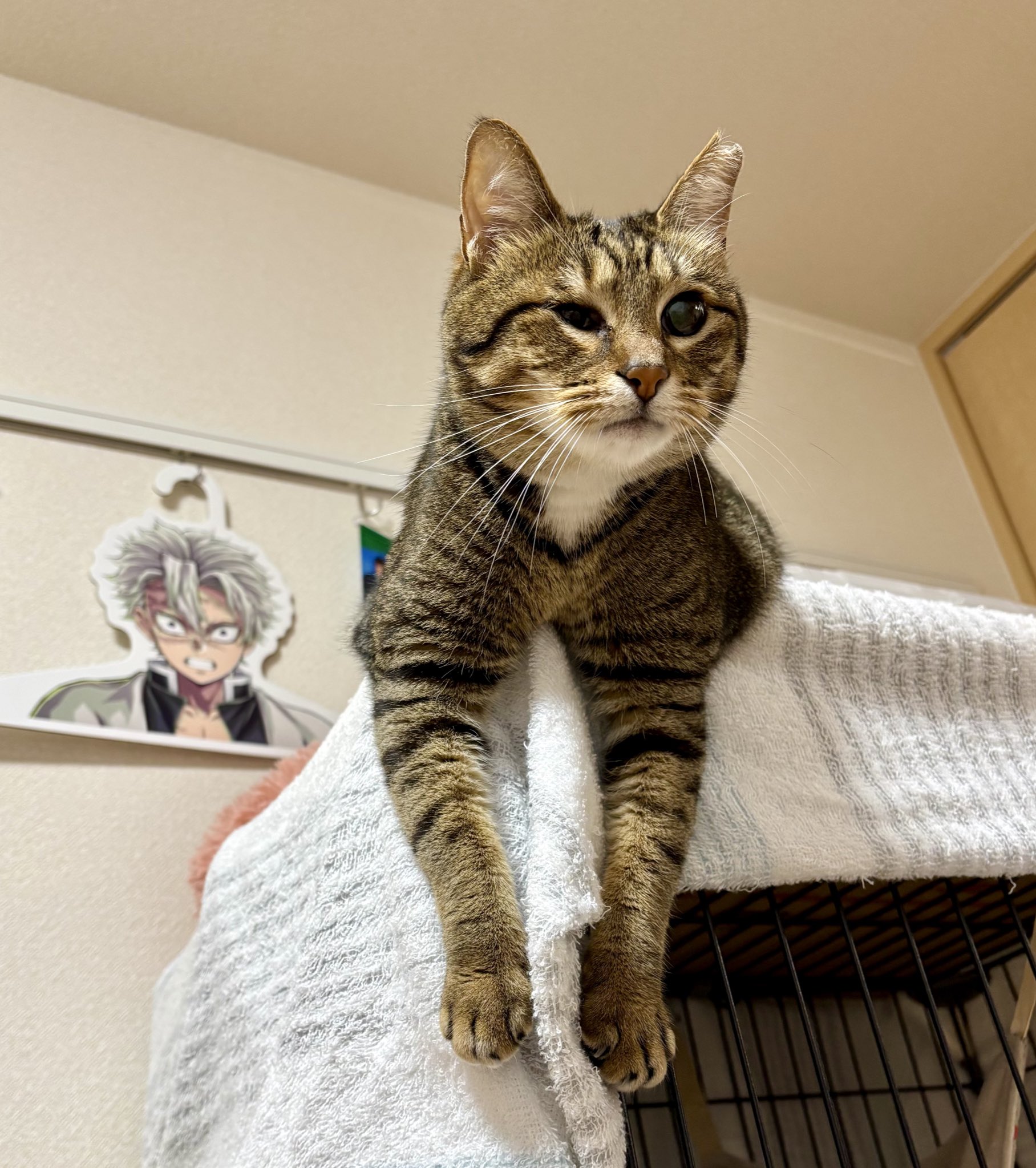 きじねこ きじねこ - Search / X