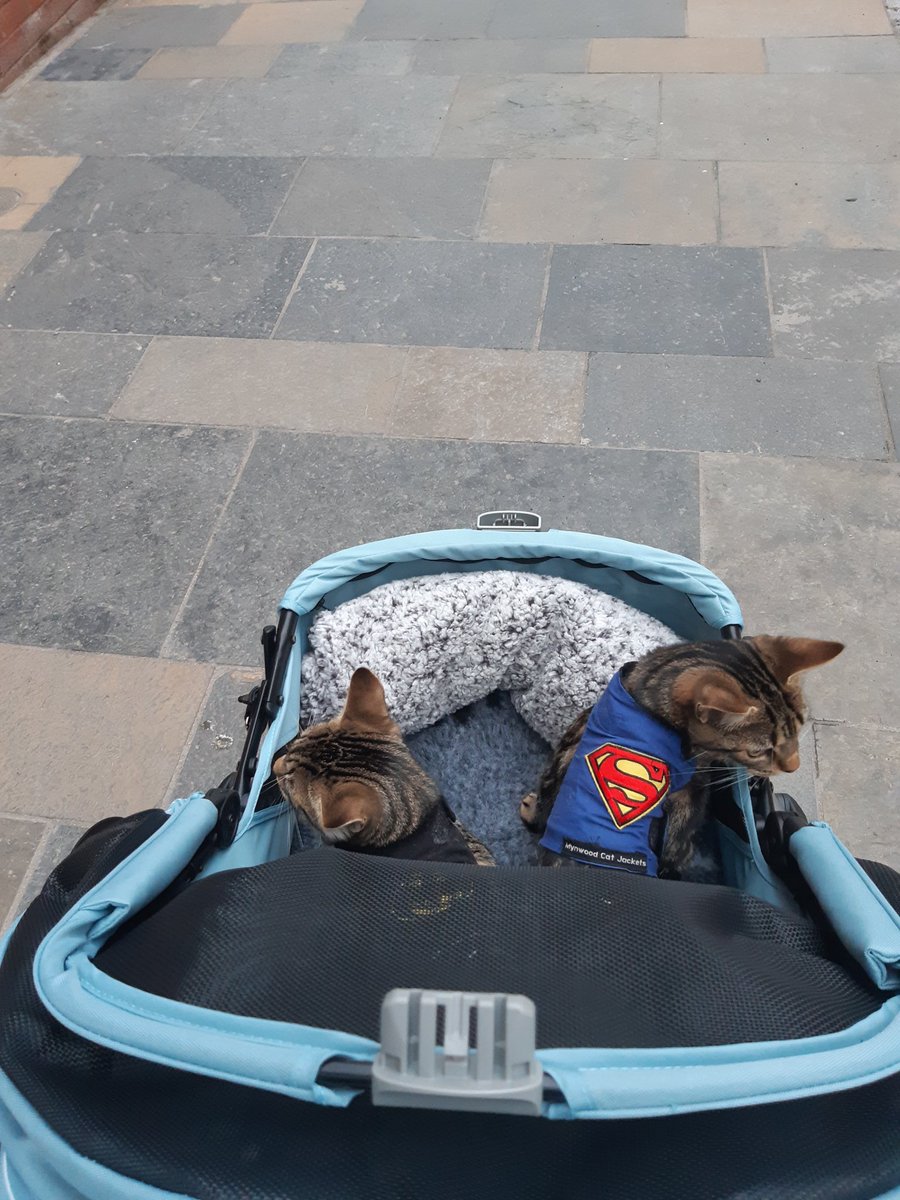 Spain ☀️ or Scotland 🏙️?

Miss Money Penny &amp; Pussy Galore 🐾 never miss an al fresco snack 🥐 in their Ibiyaya The Beast all-terrain stroller 😺

Available in black (grey nearly gone). Next-day delivery 🚚

silvercirclepets.co.uk/products/ibiya…