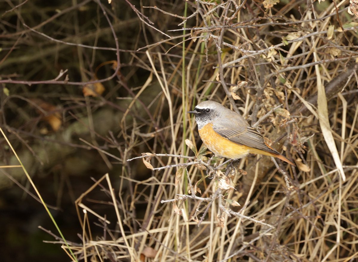 This Redstart has stayed faithful to a little corner of Holland haven CP