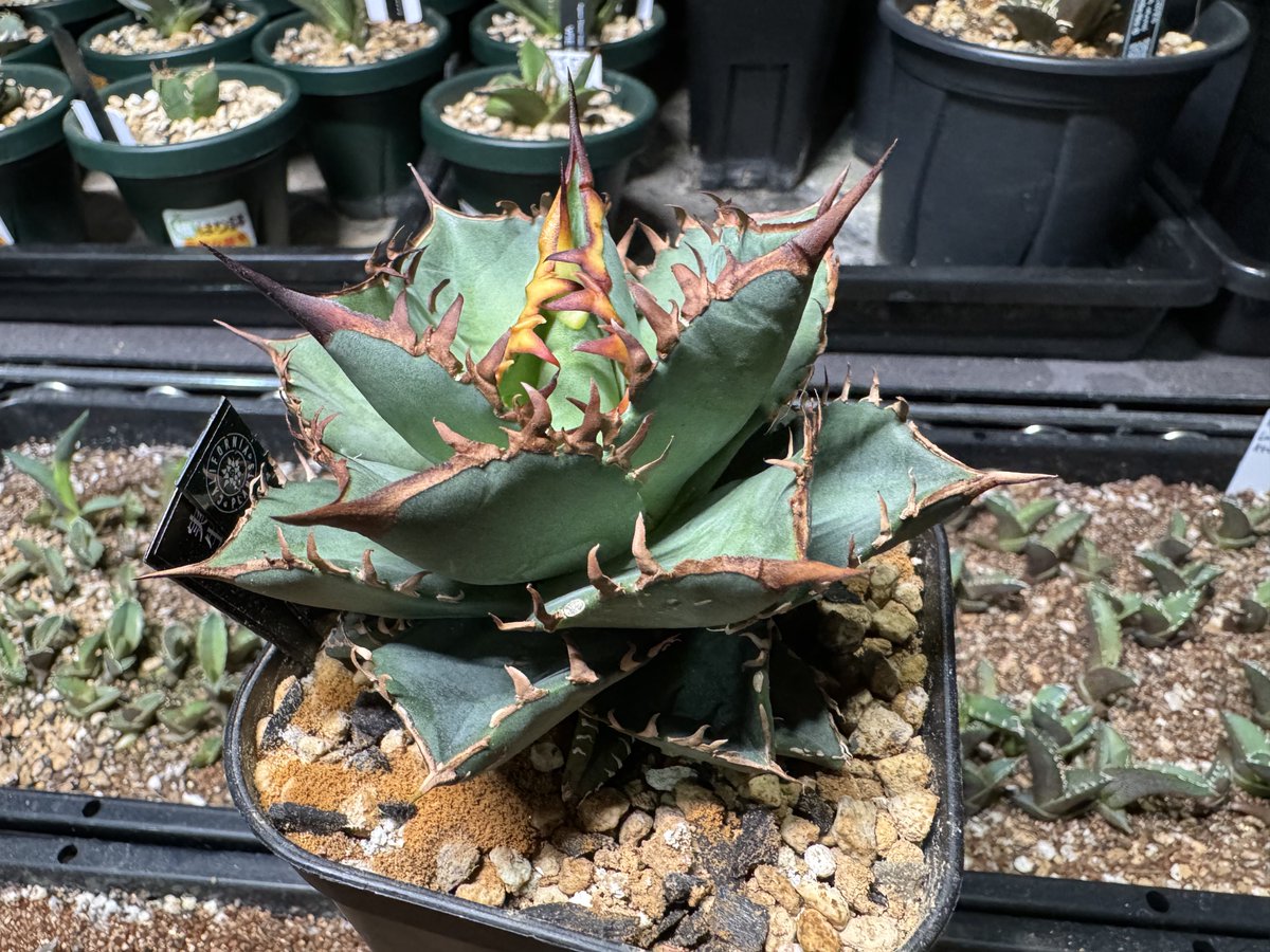 CALIFORNIA PLANTS (@c_p_w) / Posts / X