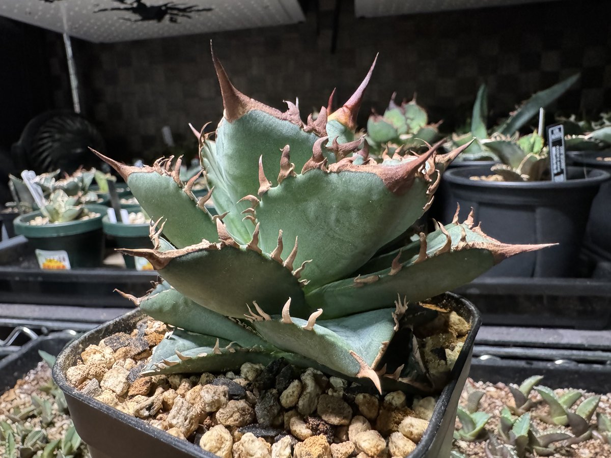 けう♂ tweet media