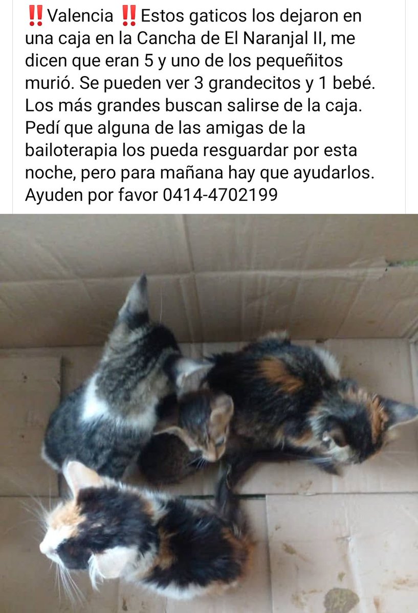 Necesitan hogar temporal URGENTE, Valencia Carabobo