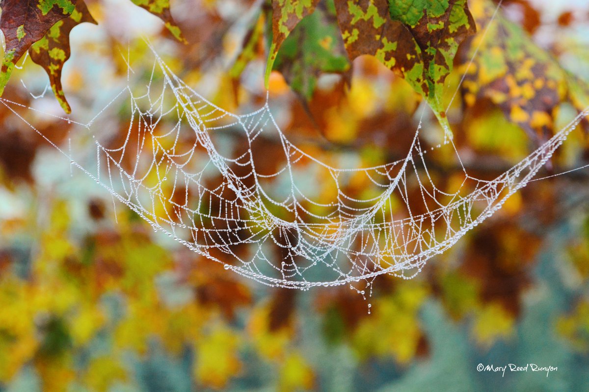MaryReedRunyon1's tweet photo. "Heavy dew this morning and every spider web is covered with pearls of moisture."🕸️🕷️🍁 @WYMT @WSAZBrandon @SpencerWeather @cjwxguy56 @Kentuckyweather @jloganwxguy @GaudetWeather @snider_wx #kywx #ekywx https://t.co/83NFK3Ciea