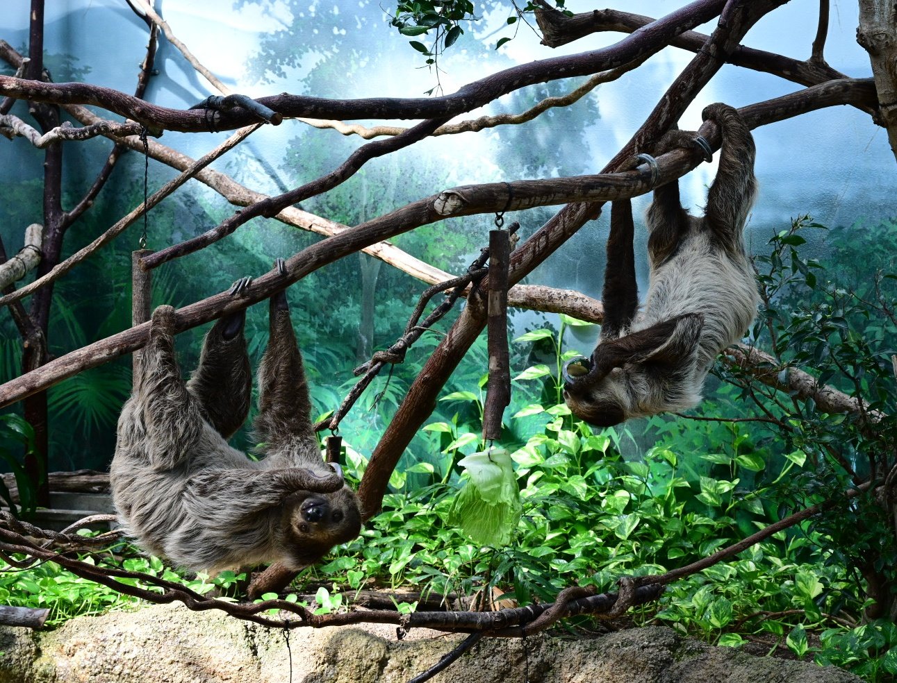 トロロ♡ Gzbxh_kaAAAkFCd.jpg