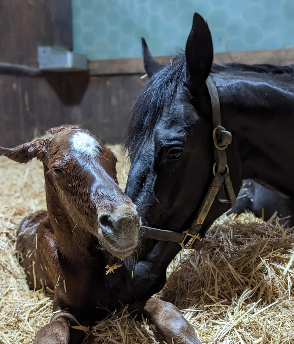 FollandBowen's tweet photo. Over the moon with @elkingtonstud bred Pivotal Attack's (Pinatubo x Romp) 2nd in the GP3 Weld Park Stakes under @garyfcarroll ... such a tough filly! Delighted for all connections! 👏🏼🥳

We thought @paddytwomey would be the one to beat! Fantastic win there by Black Caviar Gold 👏🏼 https://t.co/tey4RPrrBZ