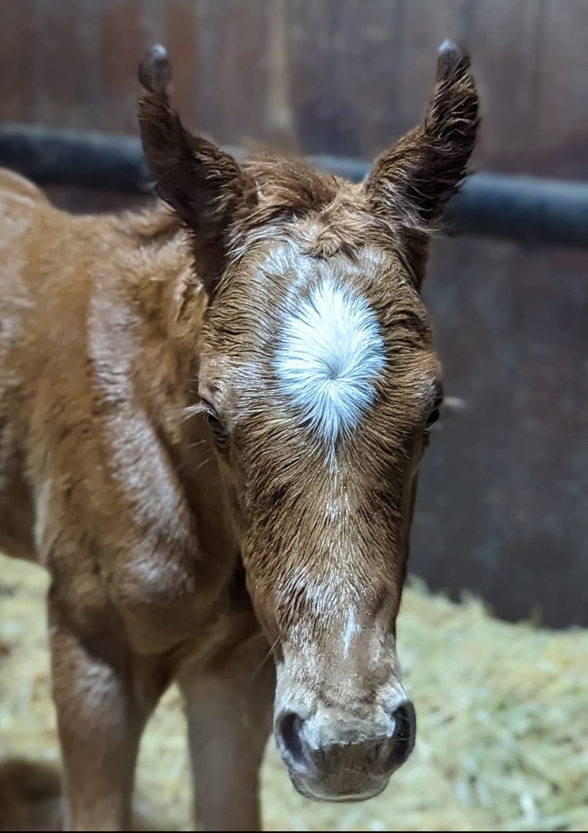 FollandBowen's tweet photo. Over the moon with @elkingtonstud bred Pivotal Attack's (Pinatubo x Romp) 2nd in the GP3 Weld Park Stakes under @garyfcarroll ... such a tough filly! Delighted for all connections! 👏🏼🥳

We thought @paddytwomey would be the one to beat! Fantastic win there by Black Caviar Gold 👏🏼 https://t.co/tey4RPrrBZ