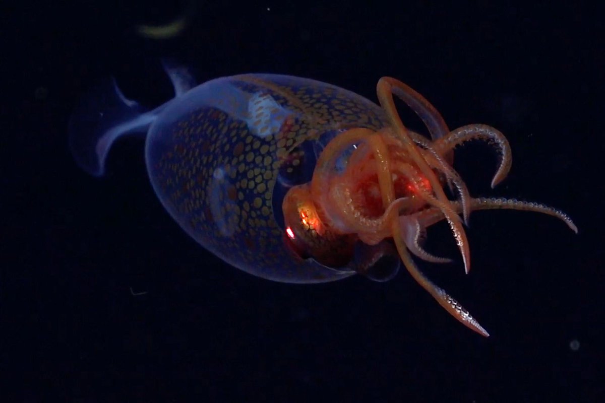 Time Travel Tuesday: On September 30th, 2004, two Japanese researchers captured the first photographs of a live giant squid in its natural habitat!